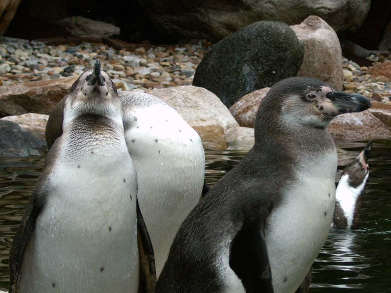 Humboldt-Pinguin04.jpg