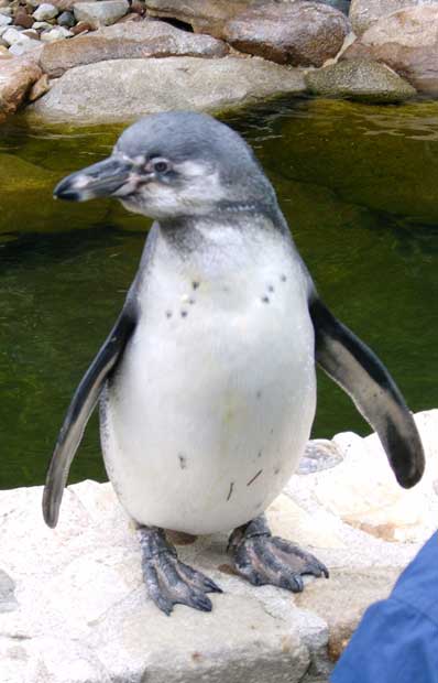 Humboldt-Pinguin05.jpg
