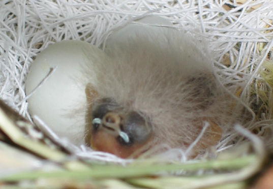 Küken 2 Tage alt im Nest, die Augen noch geschlossen