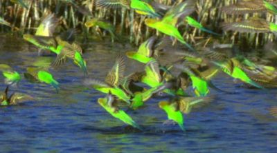 budgie a Wasser_400_222.jpg