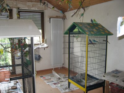 Das ist jetzt bei den Altvögeln, die Käfige dienen den Vögeln als Rückzugsplätze, wenn sie mal nicht in der großen Gruppe sitzen wollen