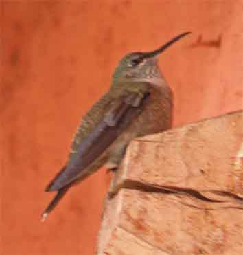 Anden-Kolibri