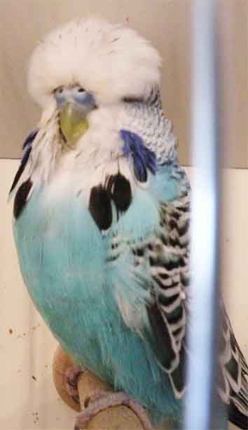 Dieser 1,0 Normal helblau war ein beachtlicher Vogel mit Potential für einen der Hauptsieger, leider war sein Stirngefieder nicht sauber.