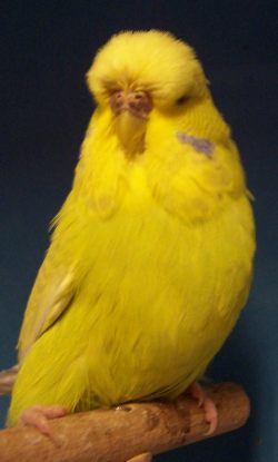 Eine Hellgrüne-Gelbe Henne